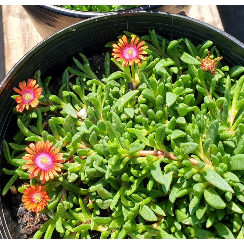 Delosperma –Fire Spinner Ice Plant–
