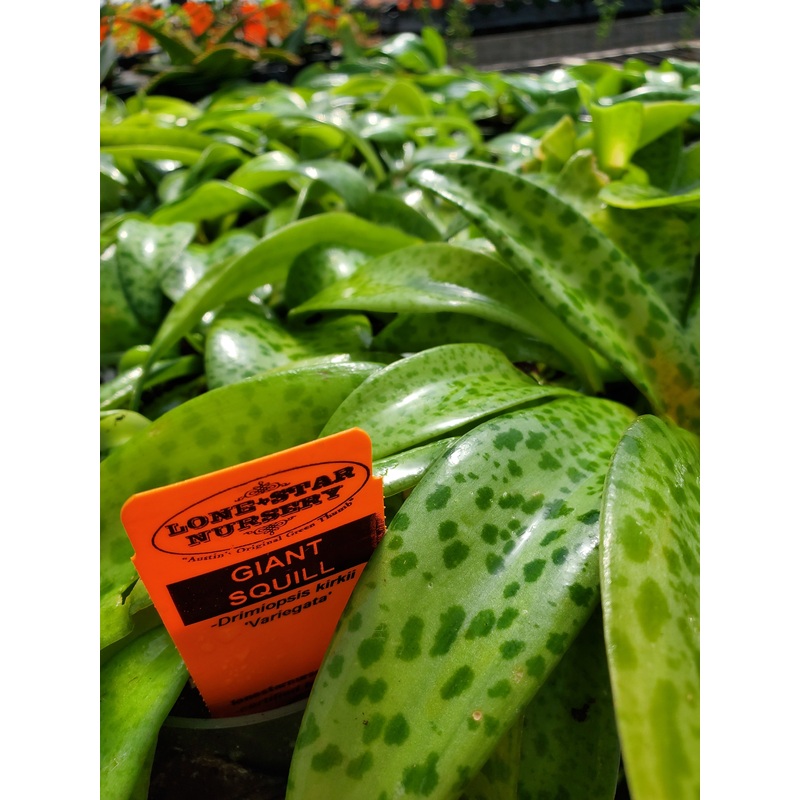 Drimiopsis kirkii ‘Variegata’ –Variegated Giant Squill–