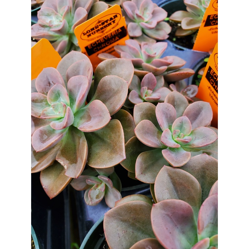Echeveria ‘Chroma’|4″ round pot