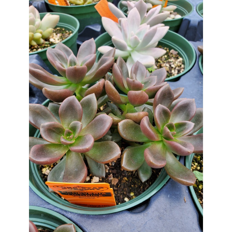 Echeveria ‘Licorice’|4″ round pot
