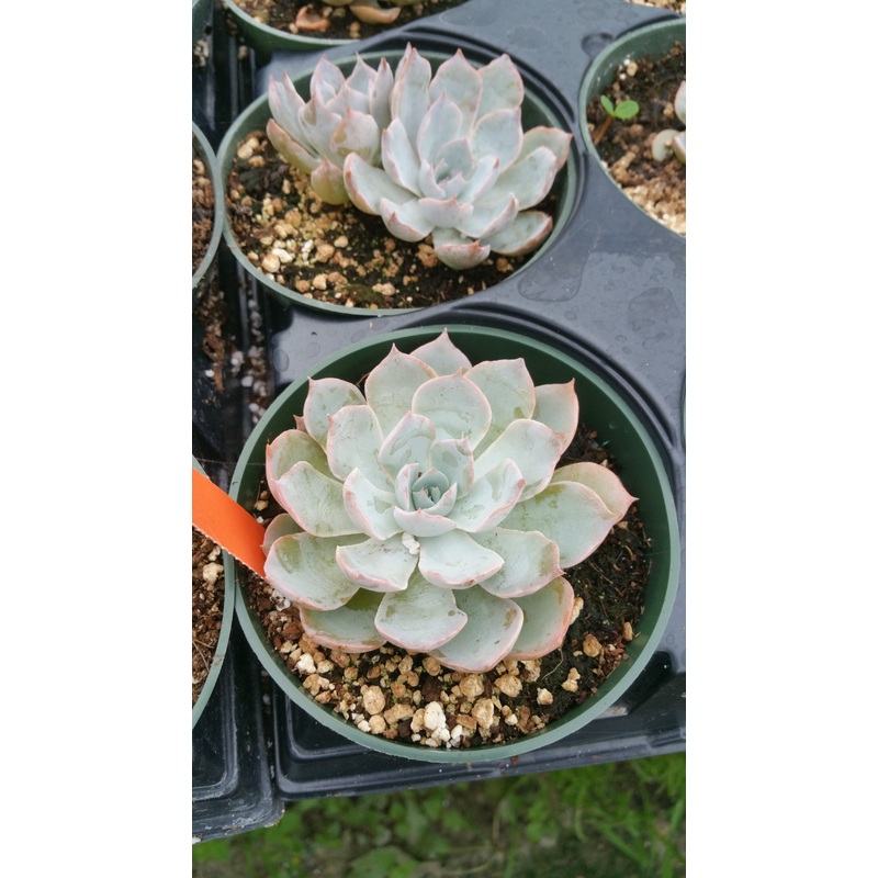 Echeveria pulidonis –Pulido’s Echeveria–