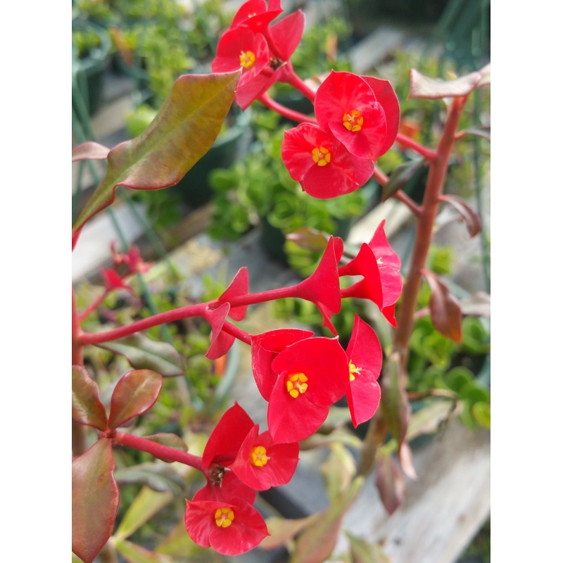 Euphorbia geroldii –Thornless Crown of Thorns–