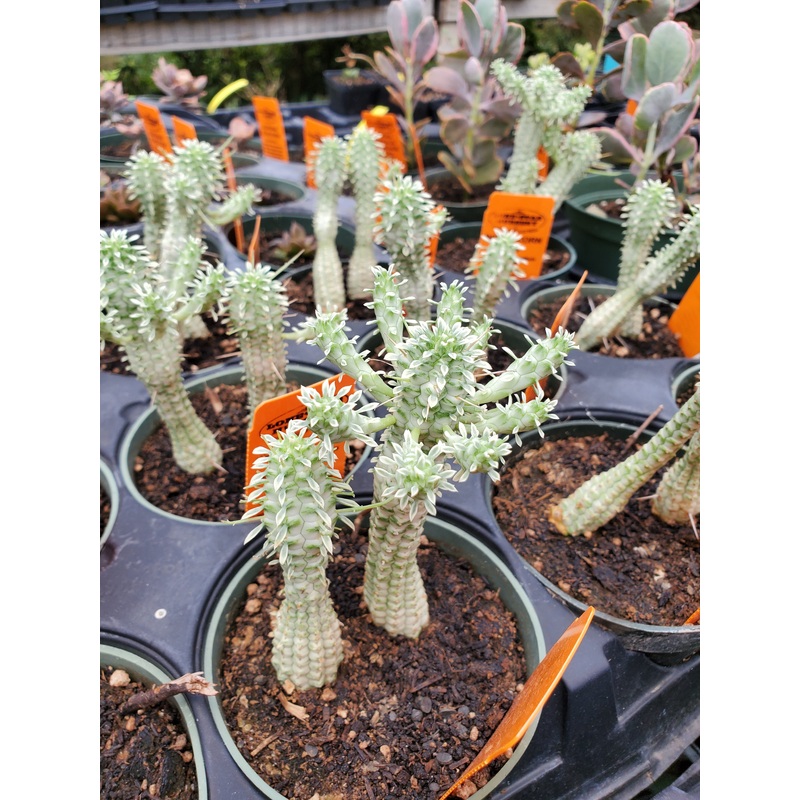 Euphorbia mammillaris f. variegata –Indian Corn Cob–