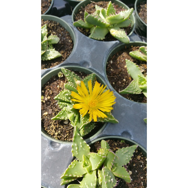 Faucaria felina ‘Tuberculosa’ –Tiger Jaws–