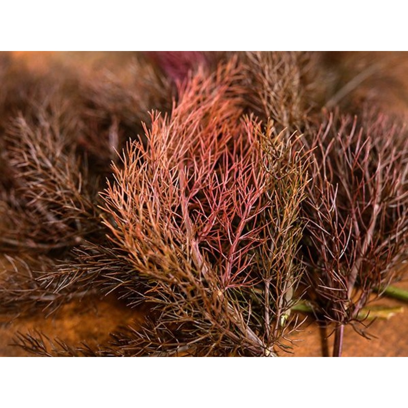 FENNEL ‘Bronze’ –Foeniculum vulgare ‘Rubrum’–