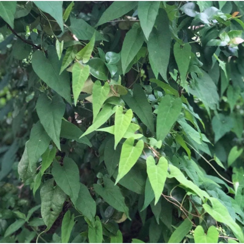 FO-TI –Polygonum multiforum–