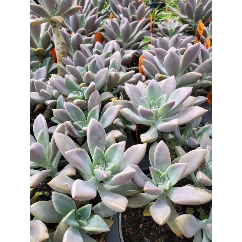 Graptopetalum paraguayense –Ghost Plant–