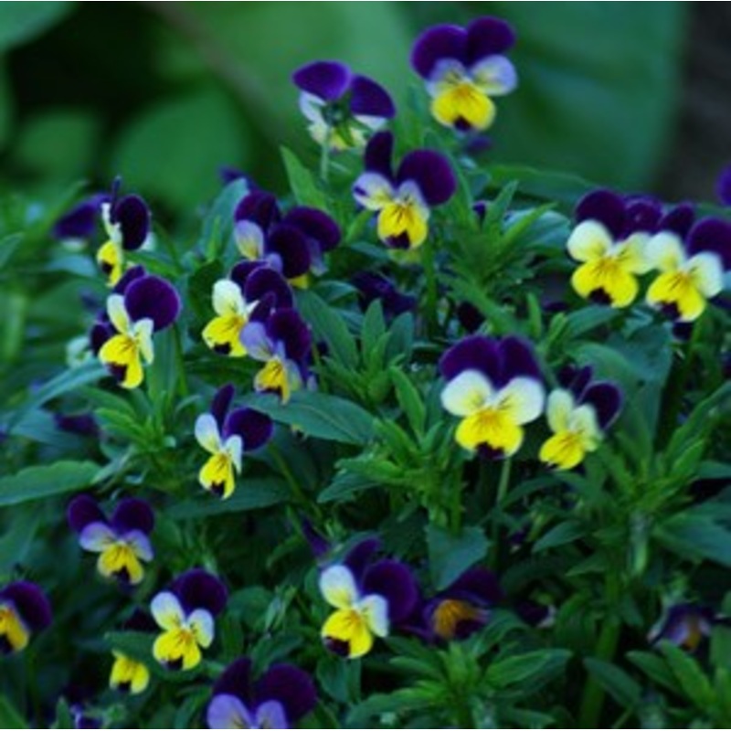 HEARTSEASE ‘Violet’ –Viola tricolor–