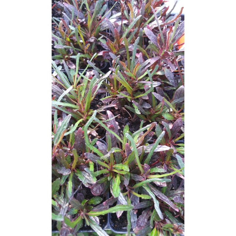 Hemigraphis repanda –Dragon’s Tongue–