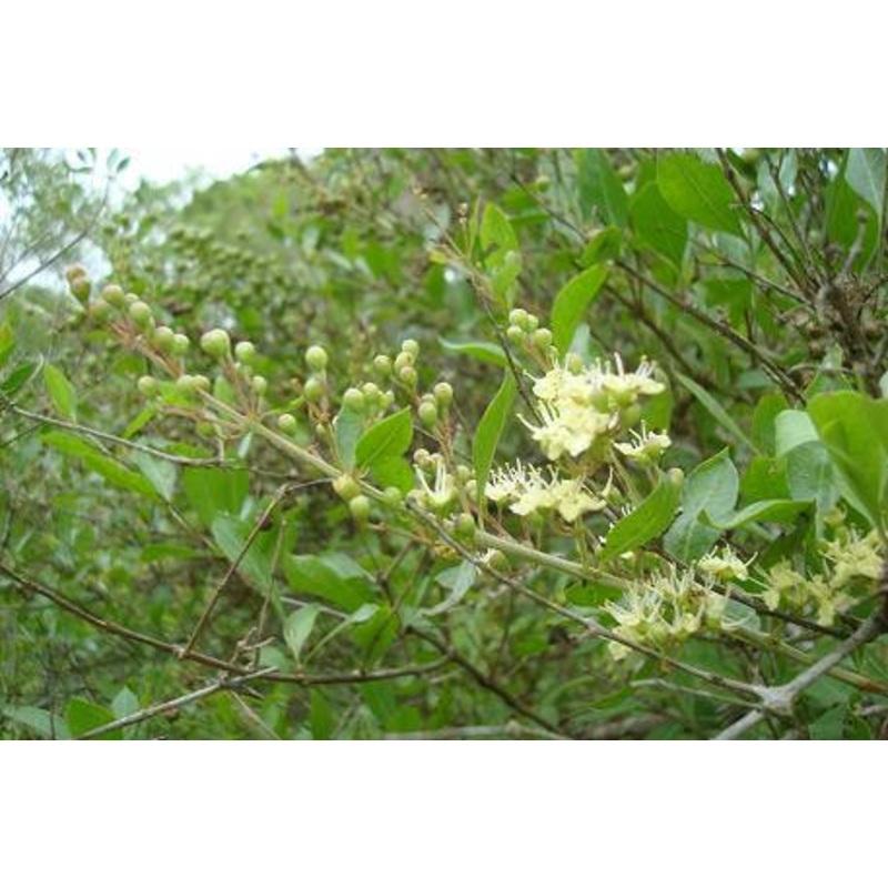 HENNA –Lawsonia inermis–|1 GALLON pot