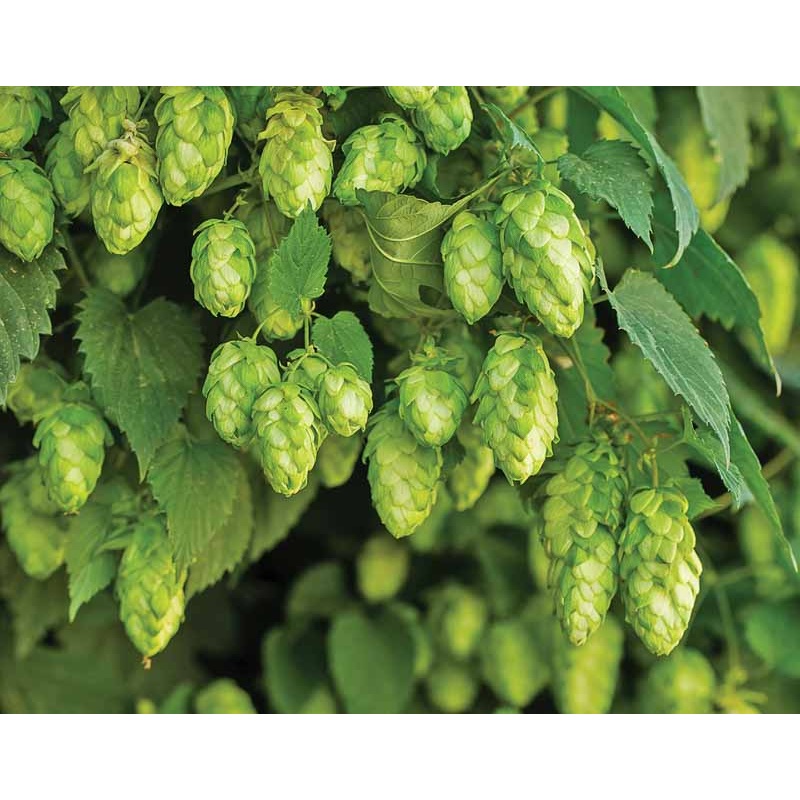 HOPS ‘Nugget’ –Humulus lupulus–