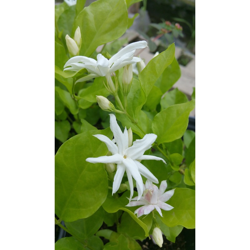 Jasminum sambac –Belle of India Jasmine–