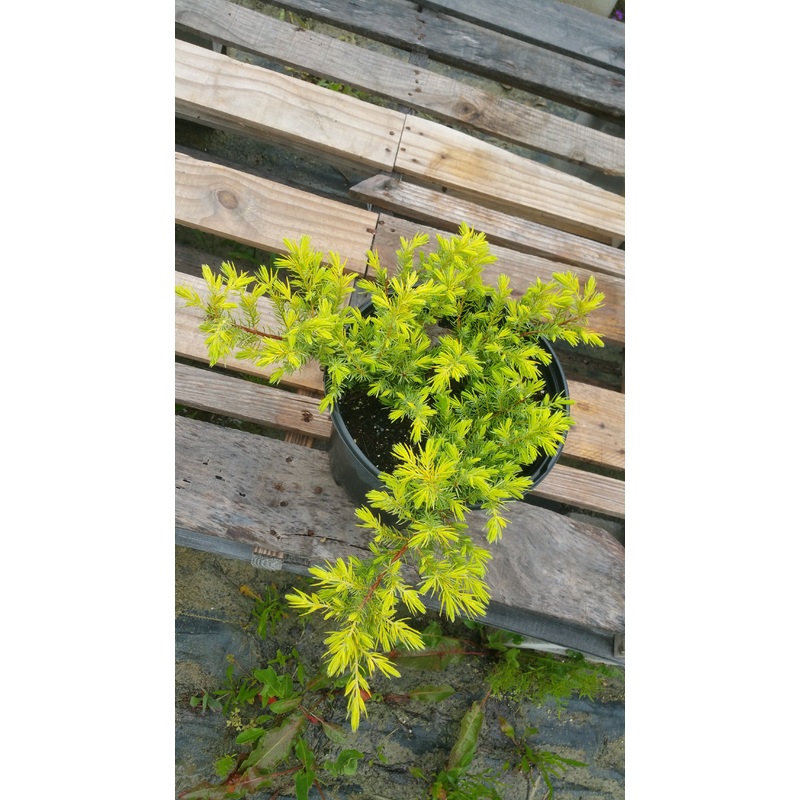 Juniperus conferta –All Gold Shore Juniper–