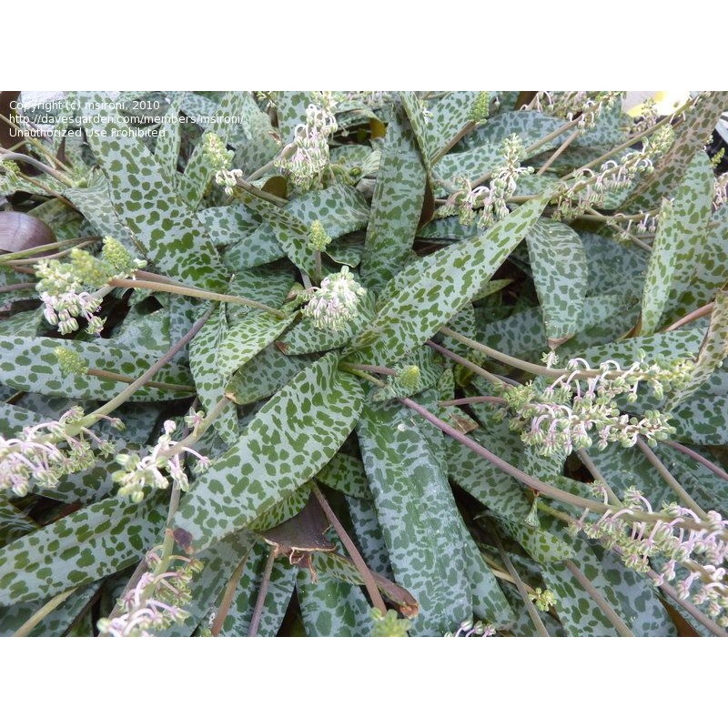 Ledebouria socialis –Miniature Squill–