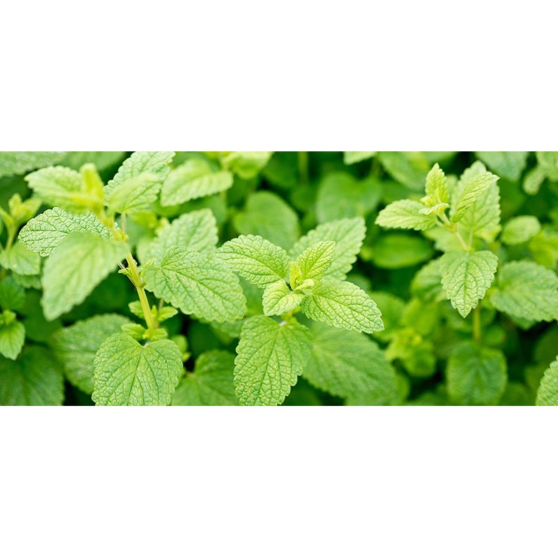 LEMON BALM –Melissa officinalis–
