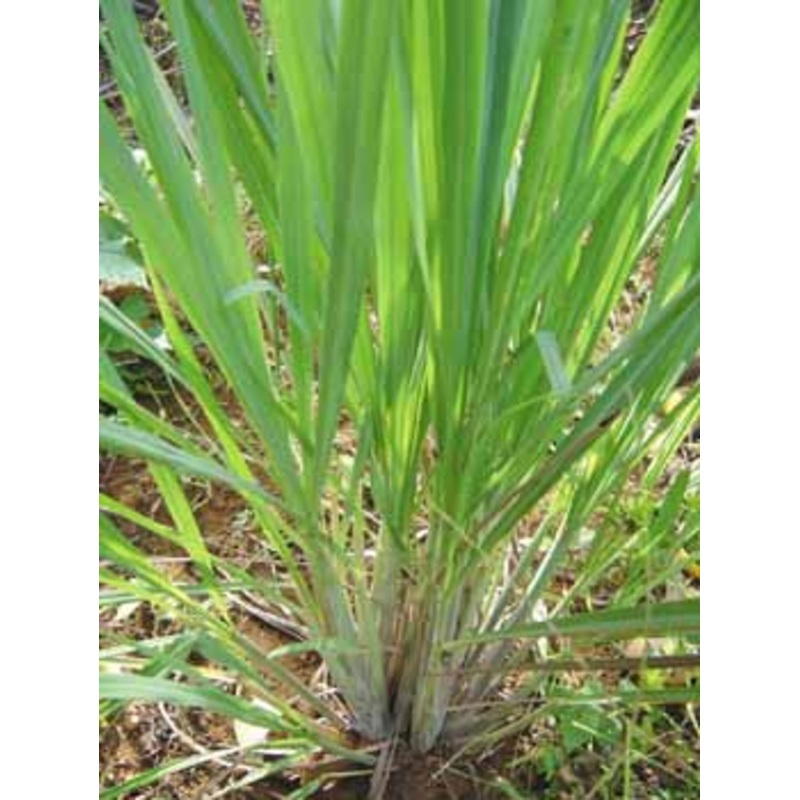 LEMONGRASS ‘Flexuosus’ –Cymbopogon flexuosus–