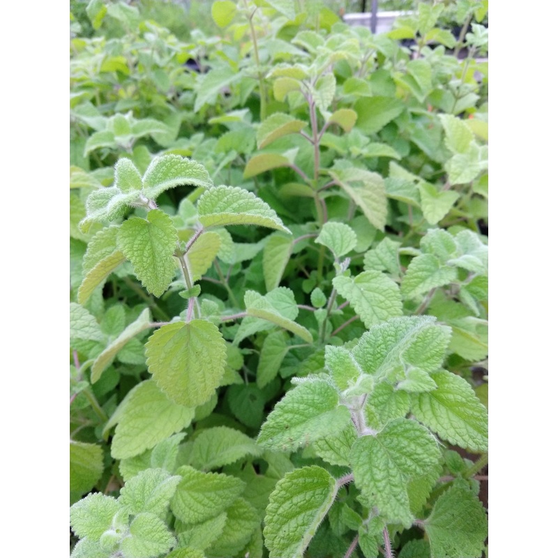 LIME BALM –Melissa officinalis–