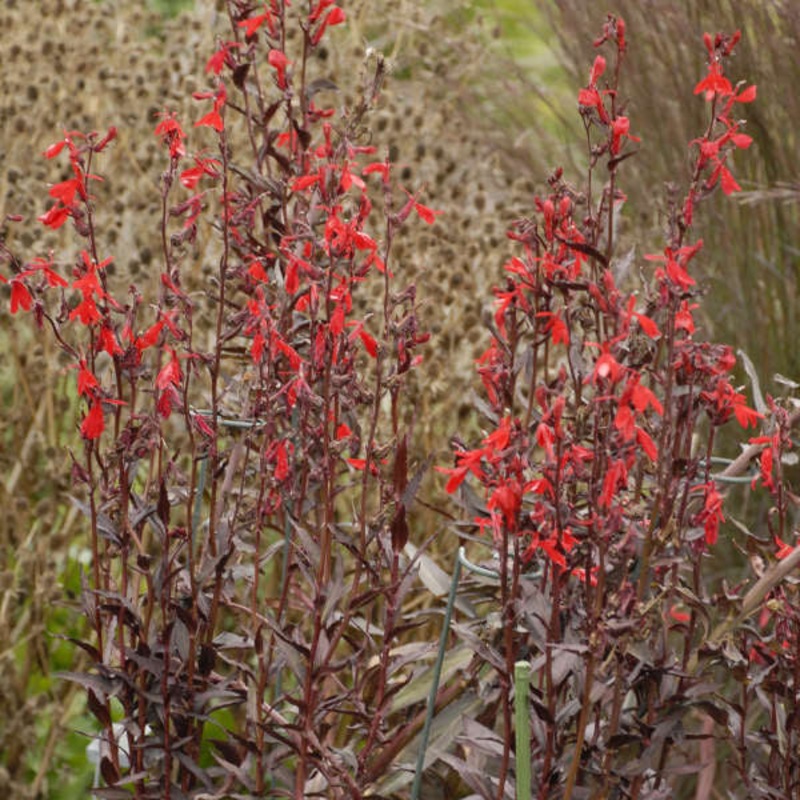 Lobelia fulgens –Queen Victoria Cardinal Flower–