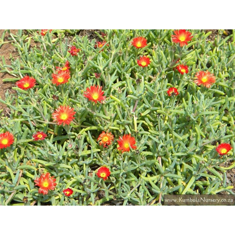 Malephora crocea –Big Daddy Orange Ice Plant–