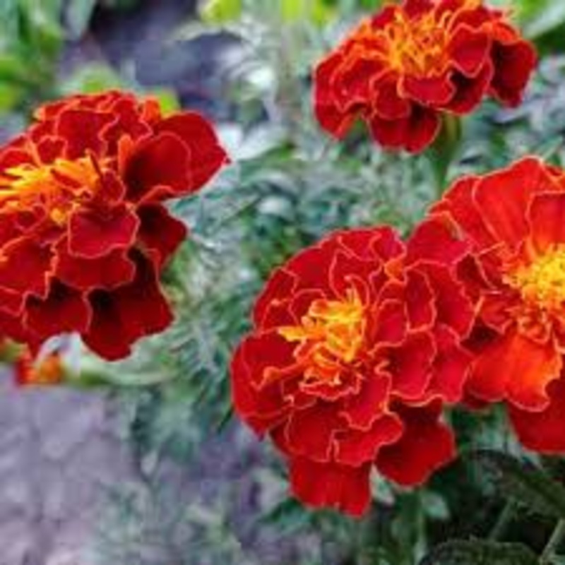 MARIGOLD ‘Red Cherry’|1 quart round pot