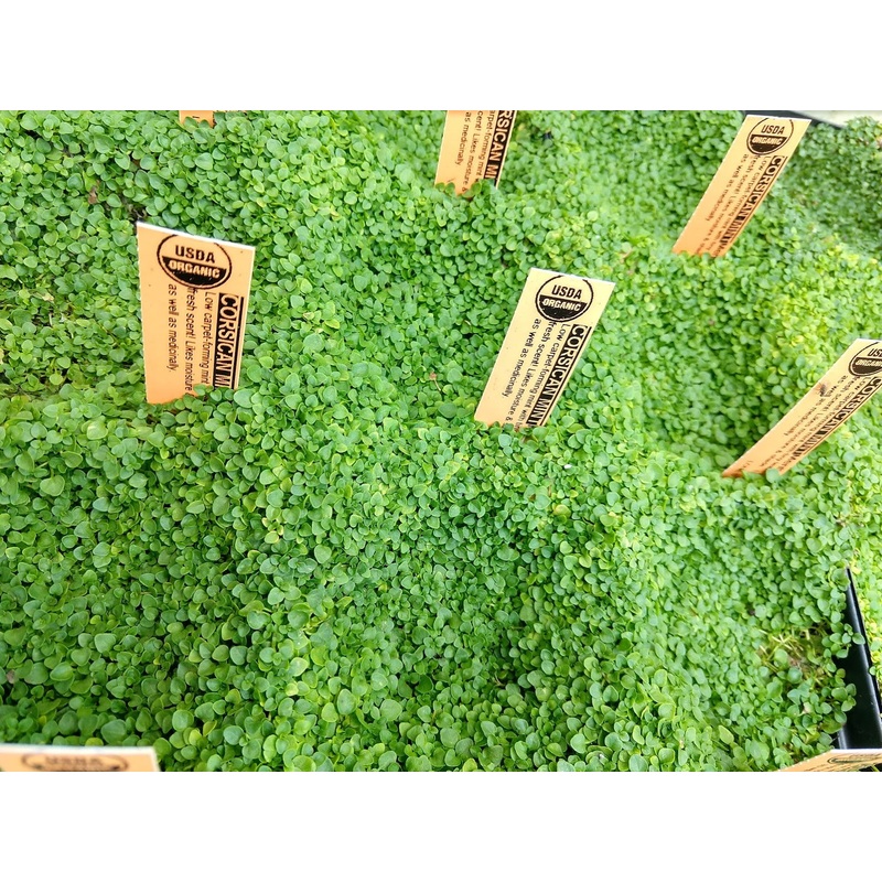 MINT ‘Corsican’ –Mentha requienii–