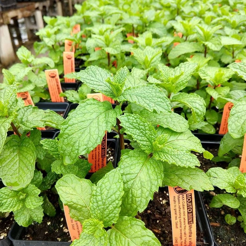 MINT ‘Mojito’ –Mentha x. villosa–
