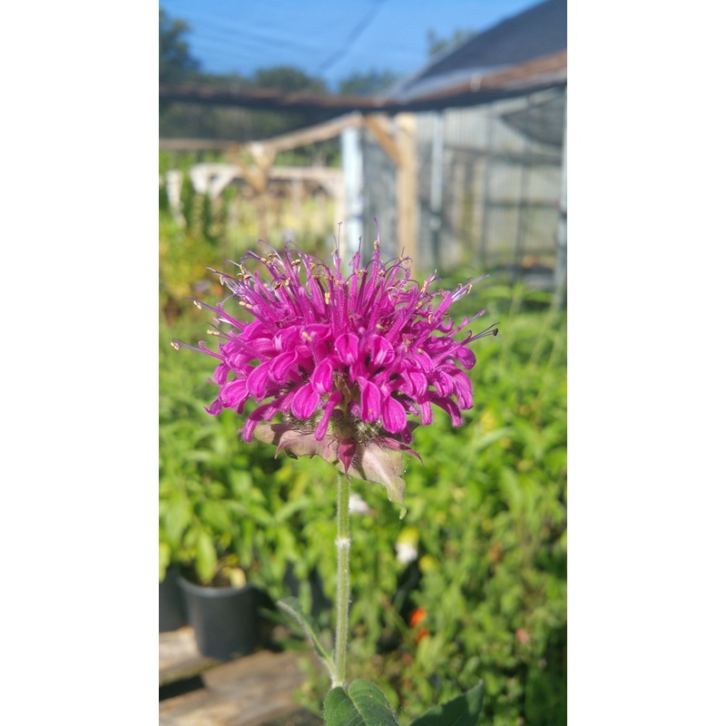Monarda didyma –Panorama Mix Bee Balm–