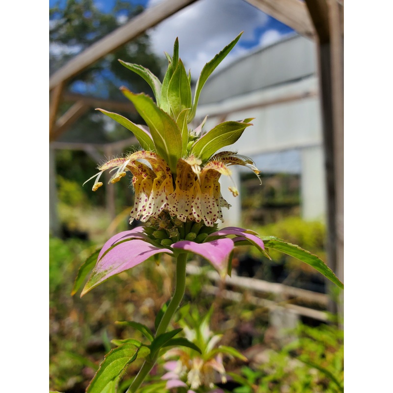 Monarda punctata –Spotted Bee Balm–