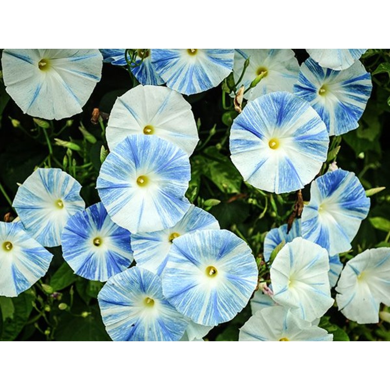 MORNING GLORY ‘Flying Saucers’