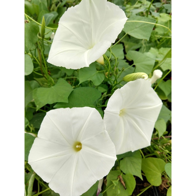 MORNING GLORY ‘Pearly Gates’|4″ square pot