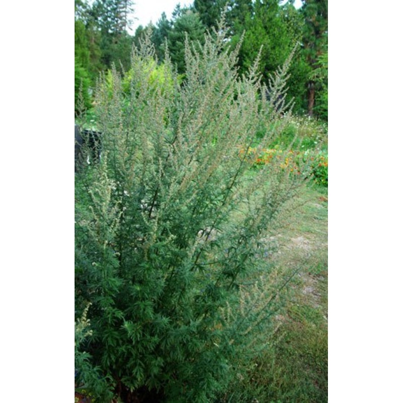 MUGWORT ‘Common’ –Artemisia vulgaris–