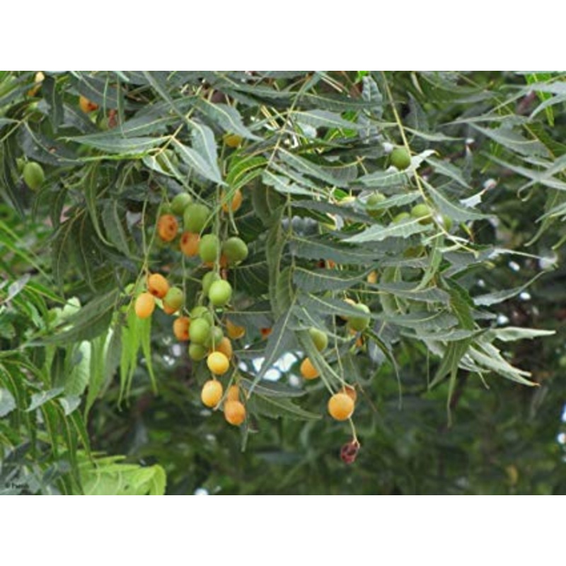 NEEM –Azadirachta indica–|1 GALLON pot