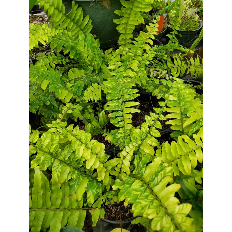 Nephrolepis exaltata –Tiger Boston Fern–