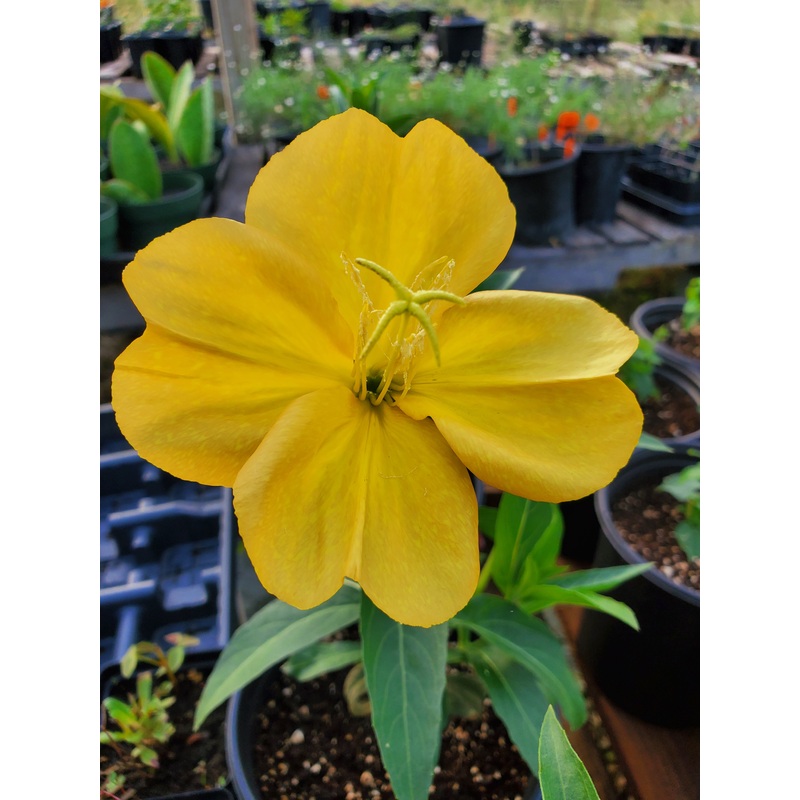 Oenothera biennis –Common Evening Primrose–