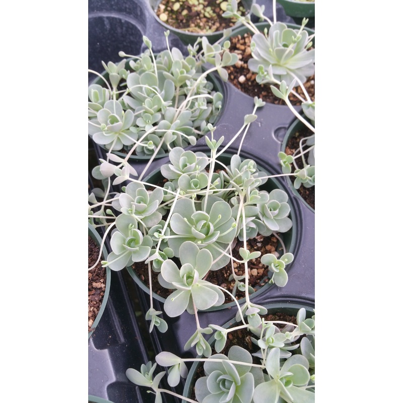 Orostachys iwarenge –Chinese Hat–