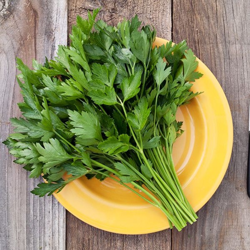 PARSLEY ‘Italian Flat Leaf’ –Petroselinum crispum–