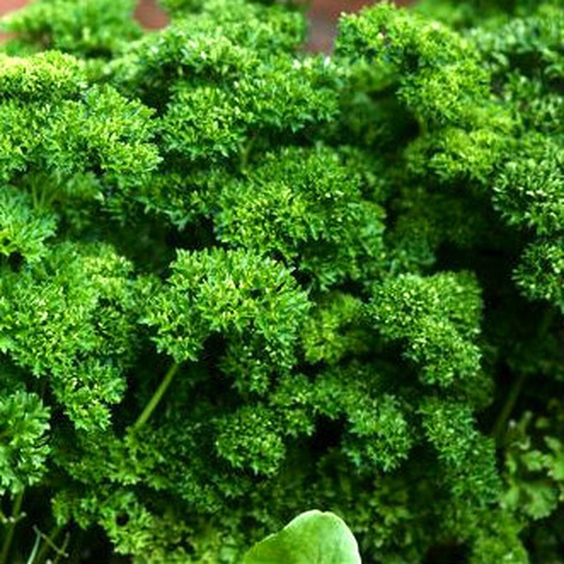 PARSLEY ‘Krausa’ –Petroselinum crispum–