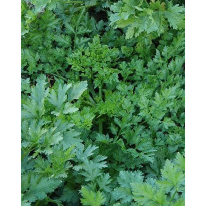 PARSLEY ‘Splendid’ –Petroselinum crispum–