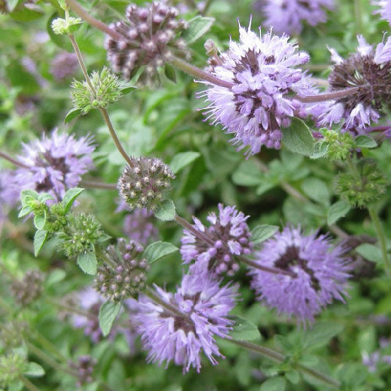 PENNYROYAL –Mentha pulegium–