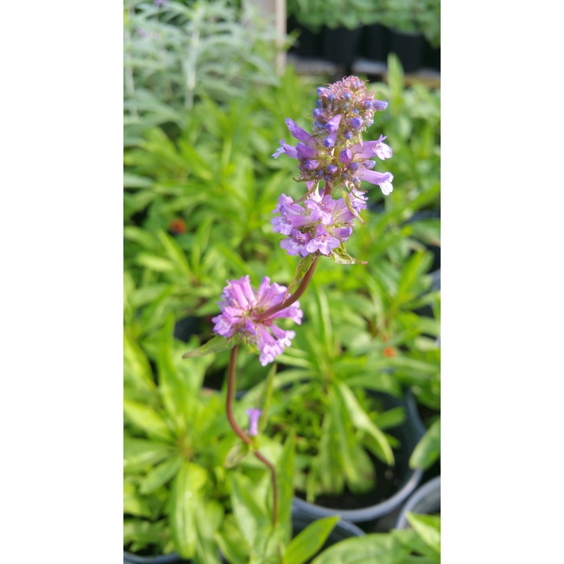 Penstemon attenuatus –Sulphur Penstemon–