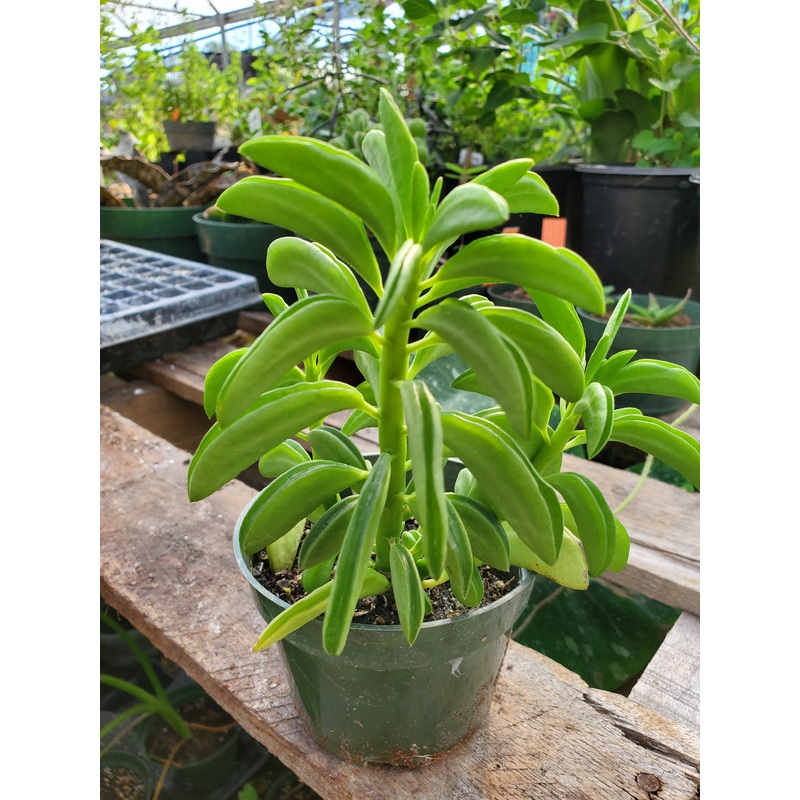 Peperomia dolabriformis –Prayer Peperomia–