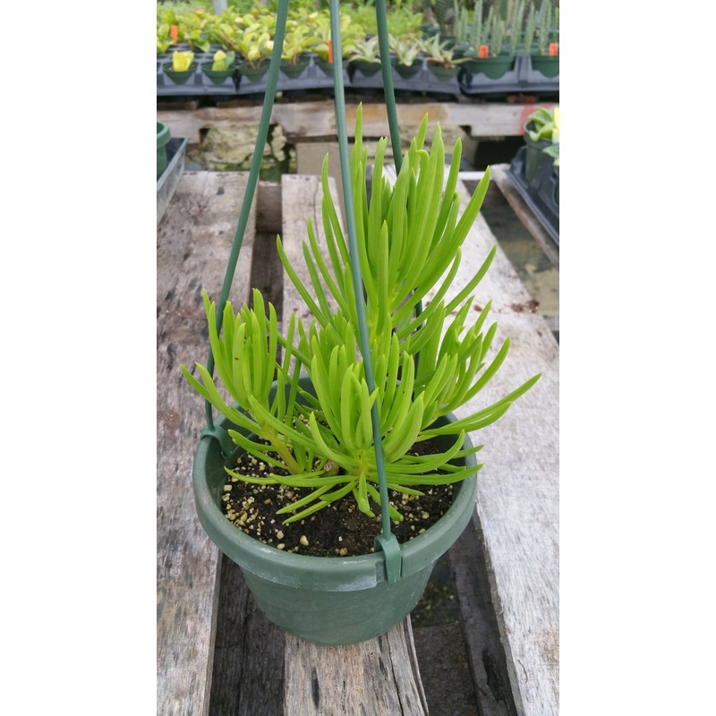 Peperomia ferreyrae –Pincushion Peperomia–