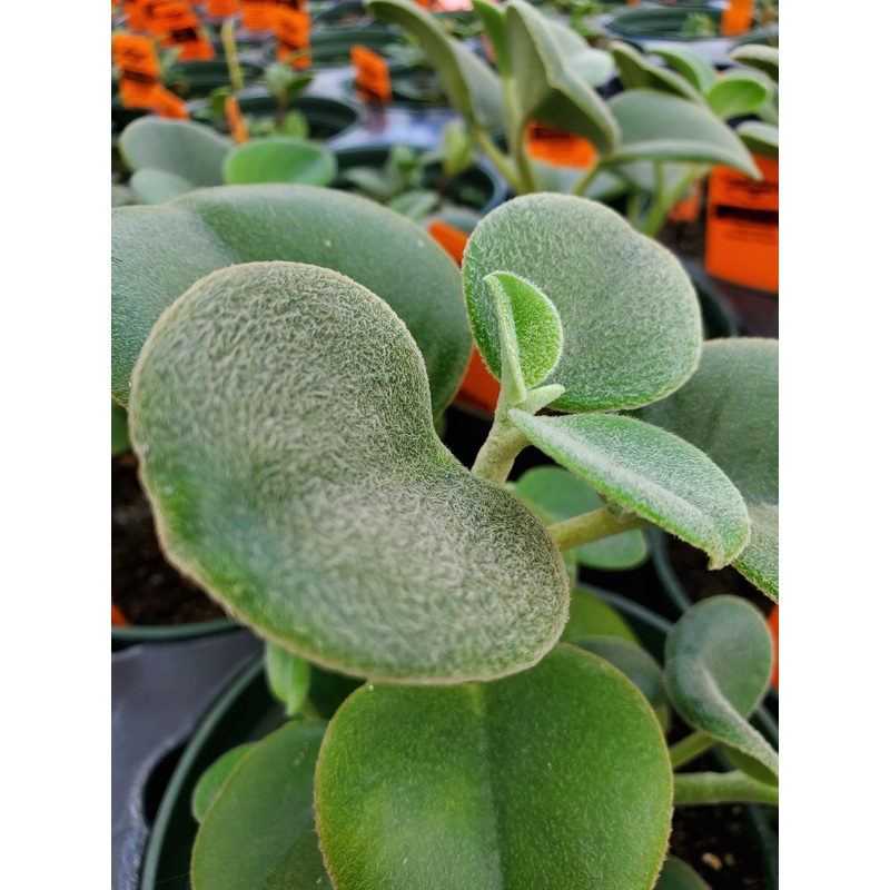 Peperomia incana –Felted Pepperface–
