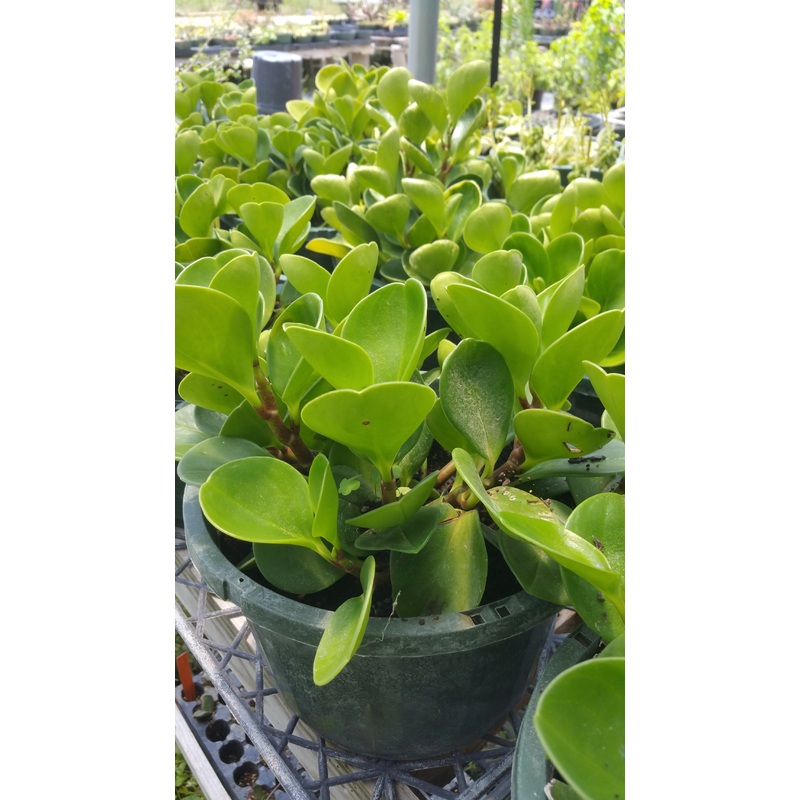 Peperomia obtusifolia –Baby Rubber Plant–