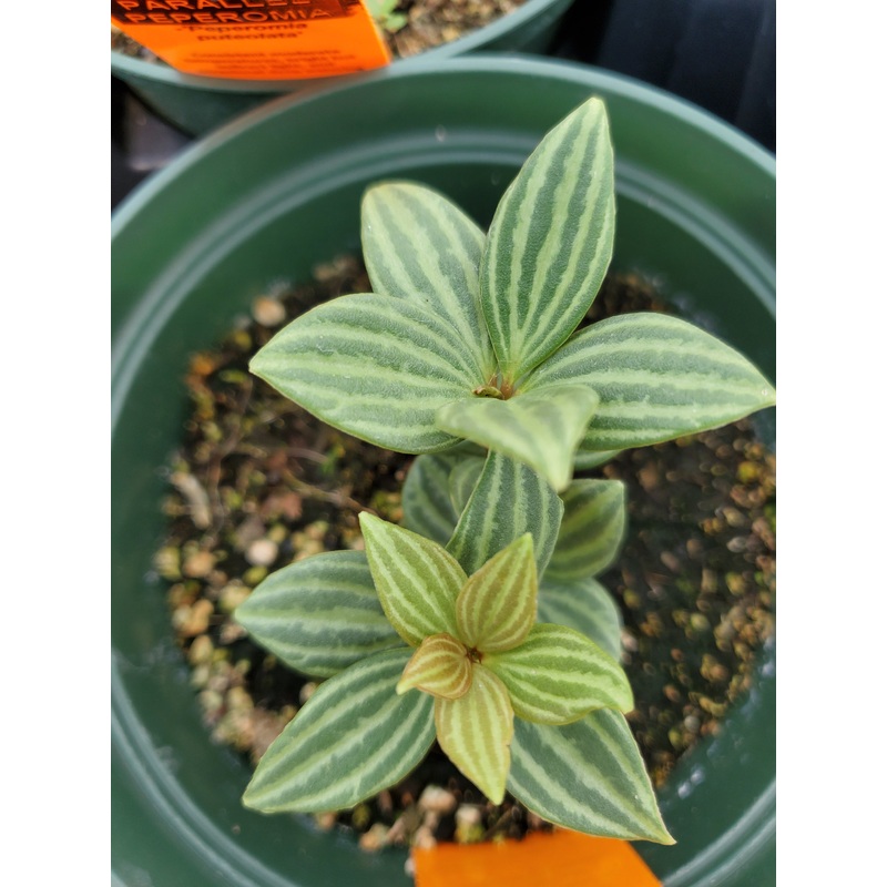 Peperomia puteolata –Parallel Peperomia–