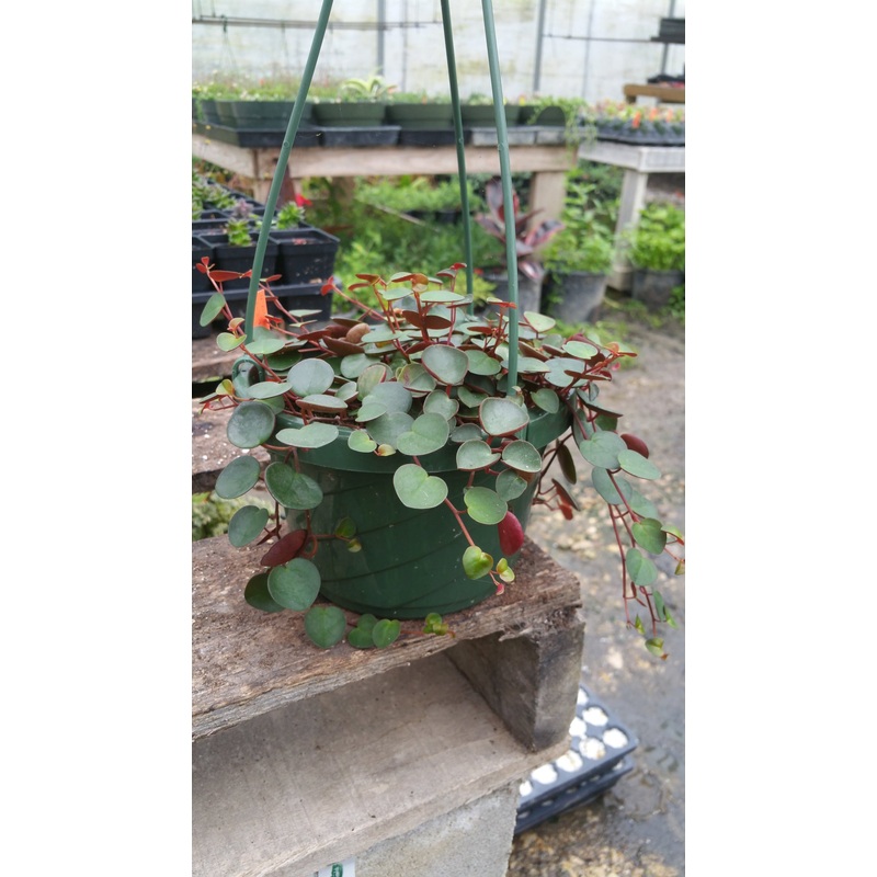 Peperomia ‘Ruby Cascade’|6″ hanging basket