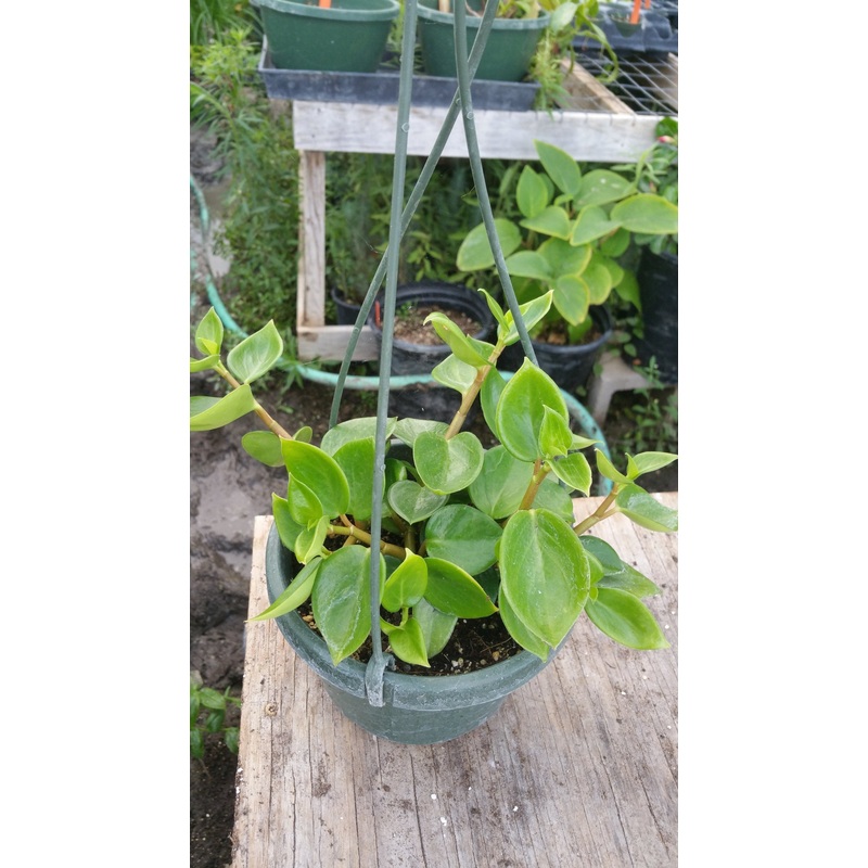 Peperomia scandens –Cupid Peperomia–