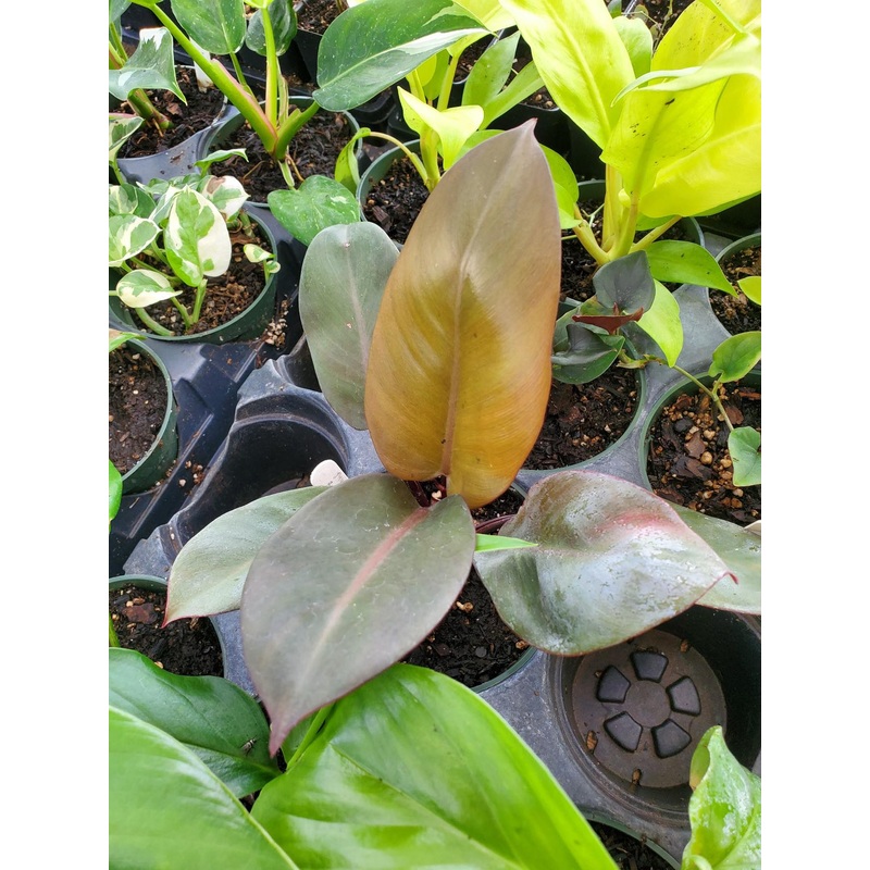 Philodendron ‘Black Cardinal’|4″ round pot