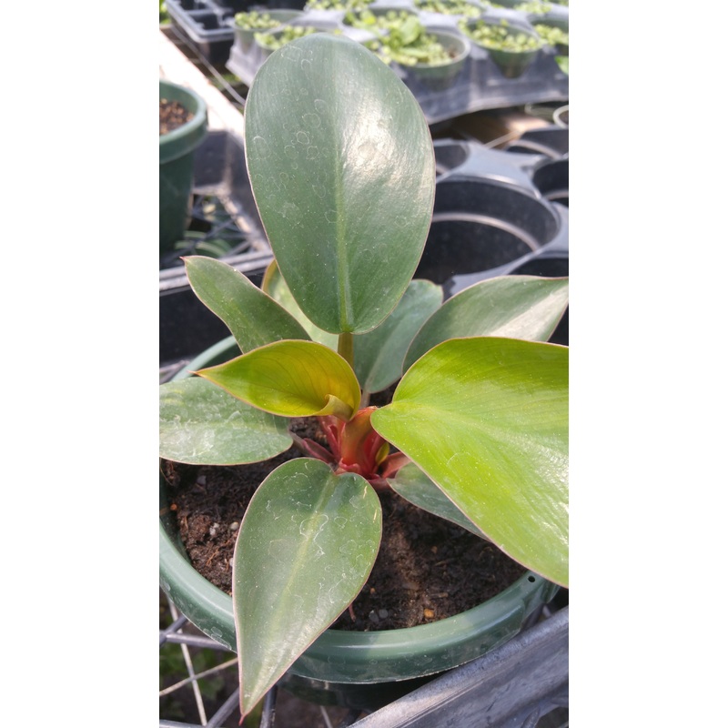 Philodendron ‘Congo Rojo’|6″ round pot