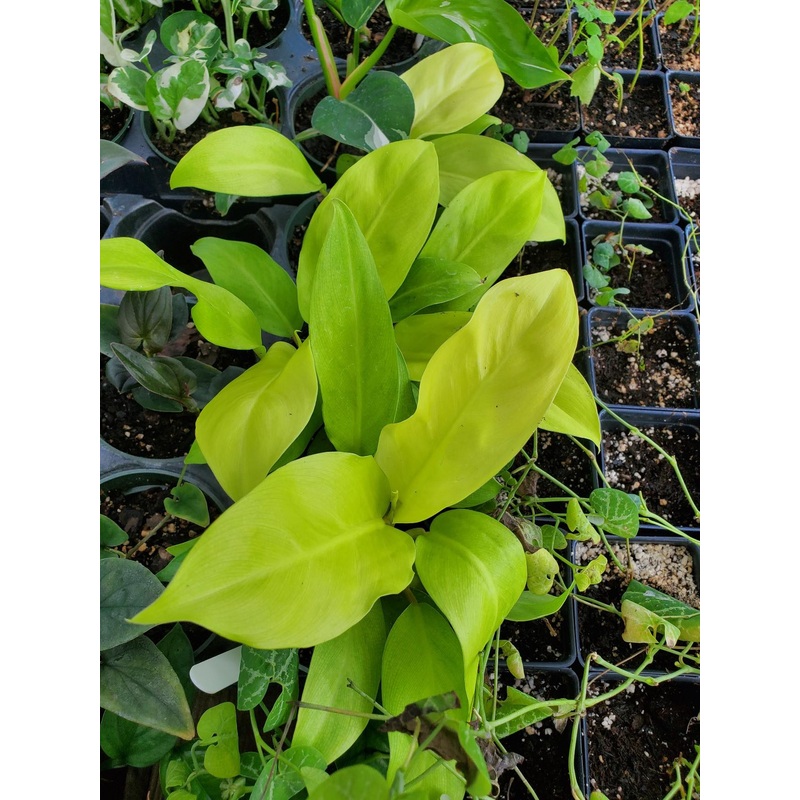 Philodendron erubescens ‘Ceylon Beauty’